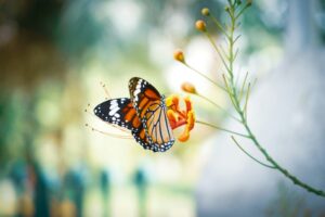 High Quality Butterfly Image