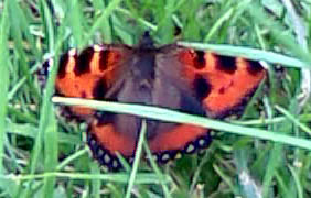 Low Quality Butterfly Image